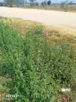 Residential Plot for Sale - Sabaki, Off Mombasa Road (100x100 / 1/4 Acre) - 1