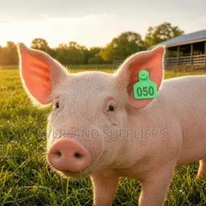 Numbered Ear Tags for Pigs