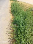 Kitengela Koropoi Area 5 Acres 10kms Off Namanga Rd - 2