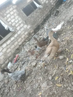 Rouen Female Ducks