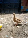 Rouen Female Ducks - 3