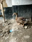 Rouen Female Ducks - 4