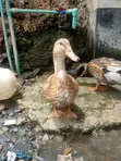 Rouen Female Ducks - 5