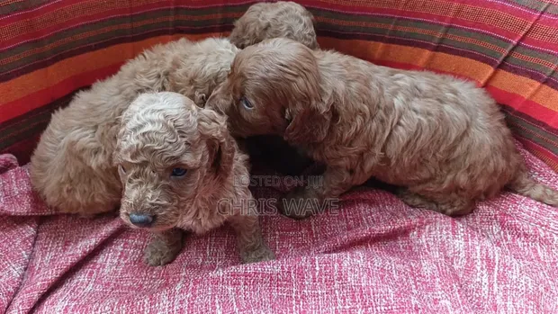 Purebred Poodle Puppy - 0-1 Month - 1