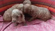 Purebred Poodle Puppy - 0-1 Month - 1