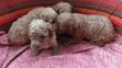 Purebred Poodle Puppy - 0-1 Month - 2