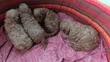 Purebred Poodle Puppy - 0-1 Month - 3