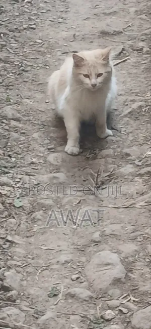 Ragdoll Kinda Mume Mwenye Umri wa Miezi 3-6