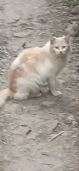 Ragdoll Kinda Mume Mwenye Umri wa Miezi 3-6 - 3
