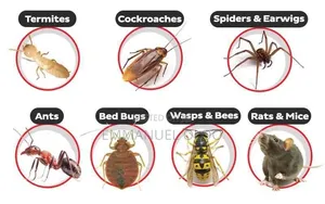 Mombasa Nyali Pest Control Services