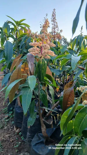 Apple Mango Seedlings - Flowering