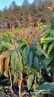 Apple Mango Mche - Unachipua Maua - 2