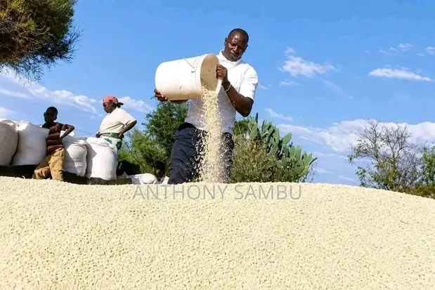 White Maize - 900kg - 1