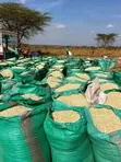 White Maize - 900kg - 2
