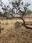 1 Acre Land for Sale in Mwala Mathunthini - 1