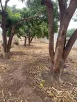 1 Acre Land for Sale in Mwala Mathunthini - 5