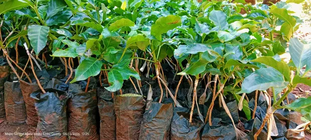 Grafted Ruiru 11 Coffee Seedlings - 1