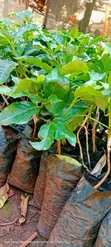 Grafted Ruiru 11 Coffee Seedlings - 2