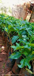 Grafted Ruiru 11 Coffee Seedlings - 3