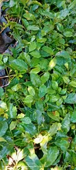 Grafted Ruiru 11 Coffee Seedlings - 4