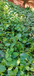 Grafted Ruiru 11 Coffee Seedlings - 5