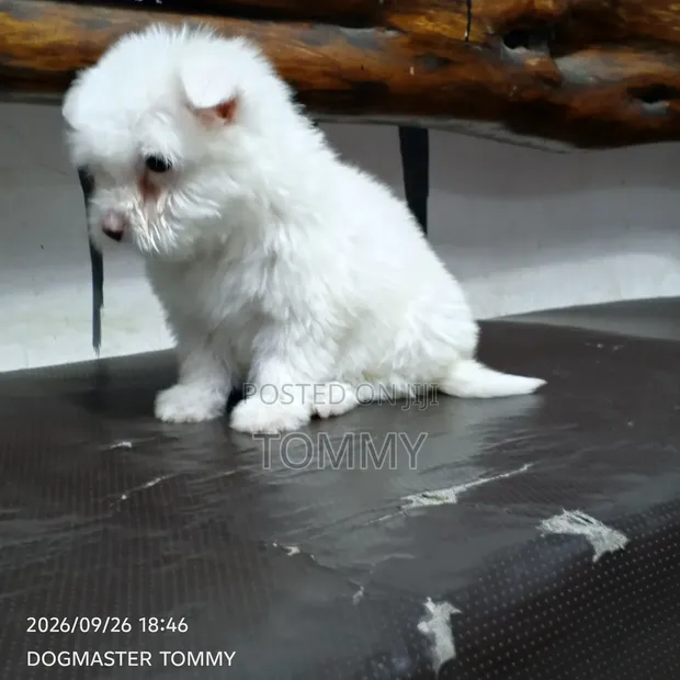Female Purebred Maltese Puppy, 1-3 Months Old - 1