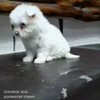 Female Purebred Maltese Puppy, 1-3 Months Old - 1