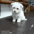 Female Purebred Maltese Puppy, 1-3 Months Old - 2