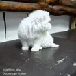 Female Purebred Maltese Puppy, 1-3 Months Old - 3
