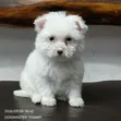 Female Purebred Maltese Puppy, 1-3 Months Old - 4