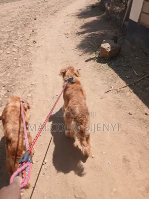 Mbwa wa Kike wa Golden Retriever, Zaidi ya Mwaka 1