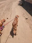 Mbwa wa Kike wa Golden Retriever, Zaidi ya Mwaka 1 - 2