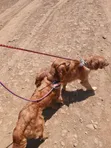Mbwa wa Kike wa Golden Retriever, Zaidi ya Mwaka 1 - 3
