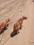 Mbwa wa Kike wa Golden Retriever, Zaidi ya Mwaka 1 - 4