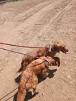 Mbwa wa Kike wa Golden Retriever, Zaidi ya Mwaka 1 - 5