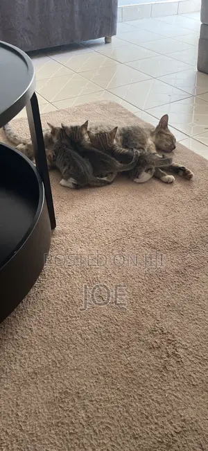 Female Mixed Breed Tabby Kittens (1-3 Months)