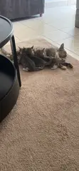 Female Mixed Breed Tabby Kittens (1-3 Months) - 1