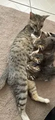 Female Mixed Breed Tabby Kittens (1-3 Months) - 2