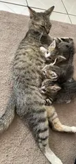Female Mixed Breed Tabby Kittens (1-3 Months) - 3