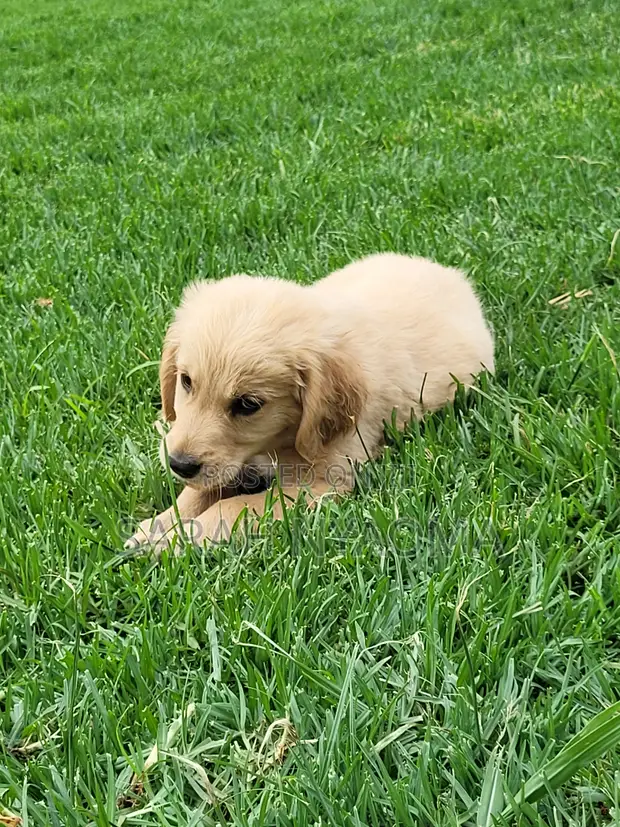 Purebred Golden Retriever Puppies (1-3 Months) - 1