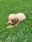 Purebred Golden Retriever Puppies (1-3 Months) - 1