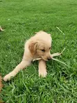 Purebred Golden Retriever Puppies (1-3 Months) - 2