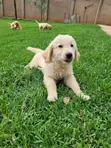 Purebred Golden Retriever Puppies (1-3 Months) - 3