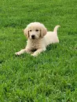 Purebred Golden Retriever Puppies (1-3 Months) - 4
