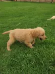 Purebred Golden Retriever Puppies (1-3 Months) - 5