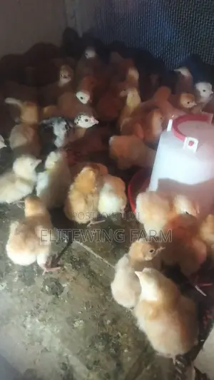 Day-Old Chicks for Sale