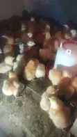 Day-Old Chicks for Sale - 1