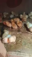 Day-Old Chicks for Sale - 2
