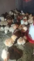 Day-Old Chicks for Sale - 3