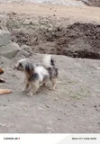 Purebred Chihuahua - 3-6 Months Male - 2